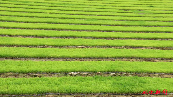 秧苗基地里生机勃勃.jpg