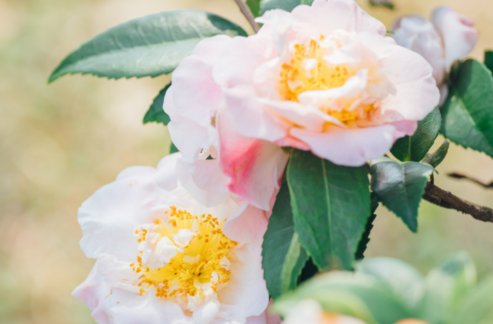 Photo | Save these breathtaking flower pictures in Guangzhou!