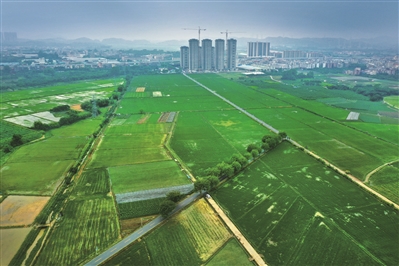 增城区丝苗米省级现代农业产业园.jpg