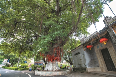 村前古榕遮风雨.jpg