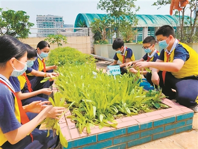 天台建起“芳草园” 班班有片“责任田”.jpg