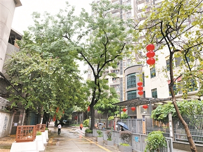 修剪枯枝叶 护师生安全1.jpg