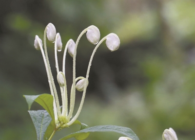 讲好中国植物故事 彰显生物多样性魅力1.jpg