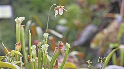 讲好中国植物故事 彰显生物多样性魅力3.jpg