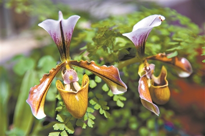 讲好中国植物故事 彰显生物多样性魅力5.jpg