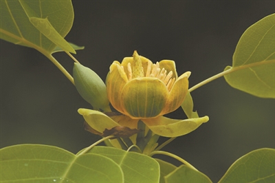 讲好中国植物故事 彰显生物多样性魅力10.jpg