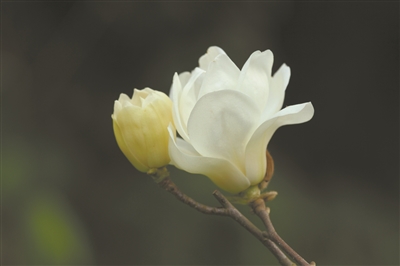 讲好中国植物故事 彰显生物多样性魅力11.jpg