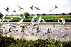 Nansha Wetland Park Nansha Wetland Park