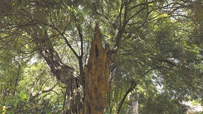 后龙山上这片古木林 日寇砍伐刀痕犹在