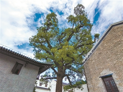 光孝寺里 古树百年