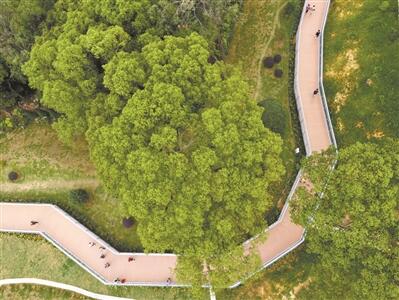 广州累计建成3800公里城市绿道、拥有各类公园逾1200个、种植主题花树40万株……
