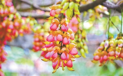 仰“脖颈”，展“双翅”，翘“尾巴”——在华南植物园，千万朵多种色彩的禾雀花正在步入盛花期。