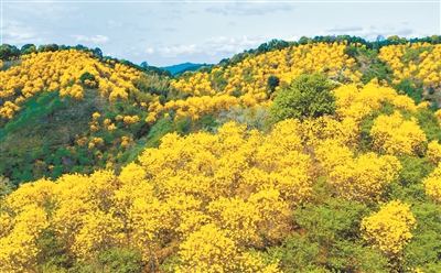  在广州北部的从化吕田山区，青山绿水之间又新添了艳丽色彩。黄花风铃木正值繁花期，团团簇簇的黄花给青山绿树披上了黄金甲，远看犹如大地流金。