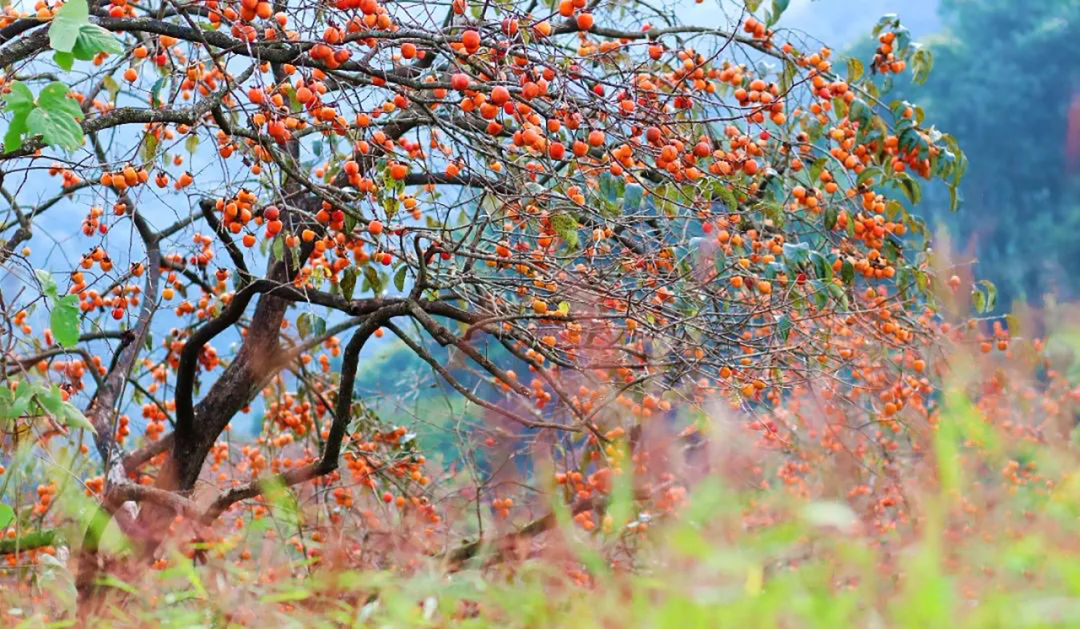 An autumn trip to harvest persimmons in Conghua