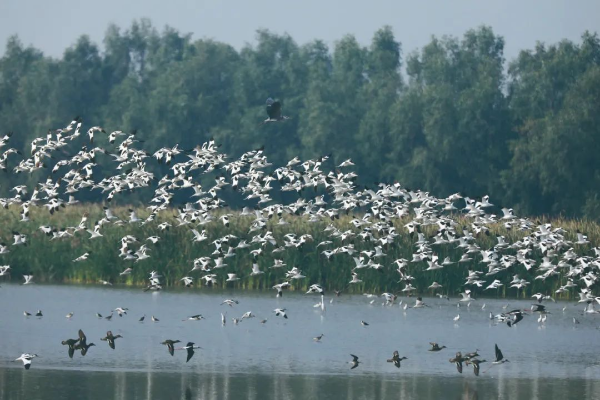 Thousands of migratory birds overwinter in Nansha Wetland Park