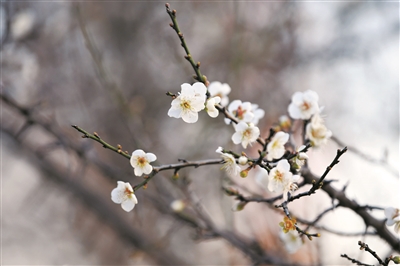 冬日赏梅 繁花似雪