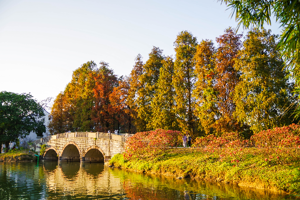 Guangzhou's bald cypresses enter "red leaves season"