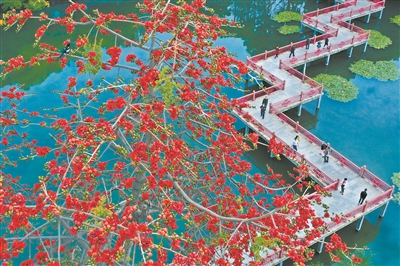 东山湖公园九曲桥旁的木棉花鲜艳绽放，游客也渐渐多了。