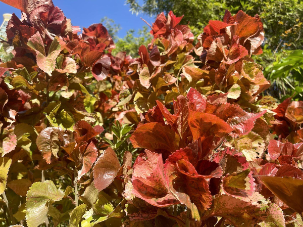 Red leaf plants bring vibrant color to Guangzhou