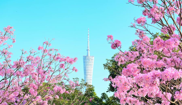 Pink trumpet flowers bloom in Guangzhou