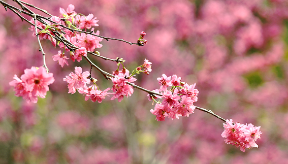 樱花