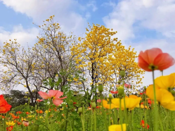 Experiencing spring flowers in gardens with exotic charm