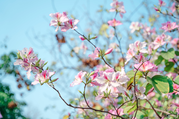 Vibrant spring blossoms adorn South China Agricultural University