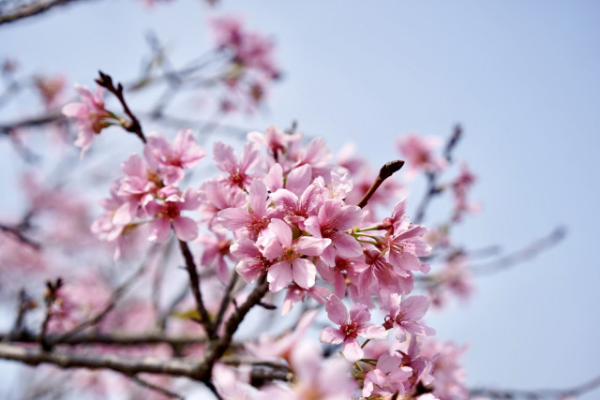 Cherry blossoms in full bloom in Nansha, Guangzhou