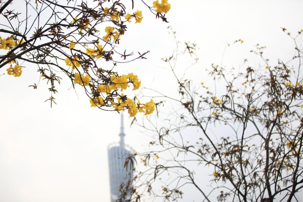 Warmth brings out the blossoms in Guangzhou