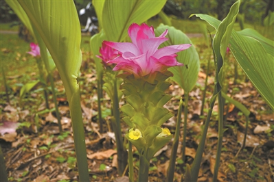 形似“红莲花” 实名“大莪术”