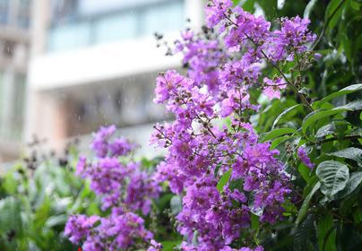 夏季，来花城广州赏花！大花紫薇、凤凰花……