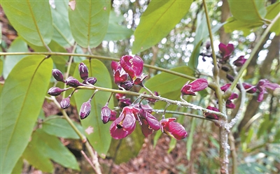 新突破！这两种红豆属植物“再现”