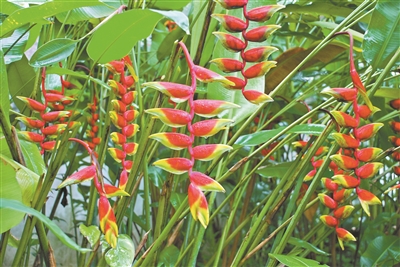 姜目植物在华南国家植物园绽放 花期可以一直持续到金秋