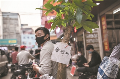 一位男子走在康乐村，身上背着一株盆栽，上面写着“发财树”。