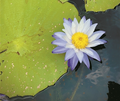 叹空调、装水帘、吹风扇……看植物“花式”避暑