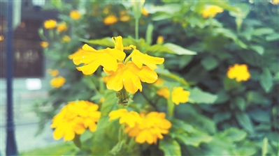 鸟尾花夏日盛放 花瓣宛如鸟儿微张上翘的尾翼