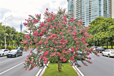 盛夏绿遮眼 此花满堂红——它是“独占芳菲”的小叶紫薇