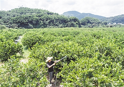 柠檬特色产业带旺一条沙田村 村里九成农户从事柠檬种植工作