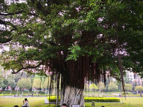 【一图读懂】《广州市古树名木迁移管理办法》的解读