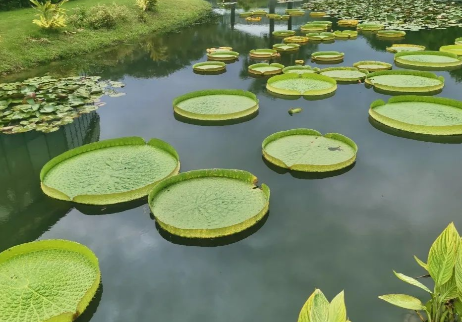 华南国家植物园“坐王莲”活动等你来