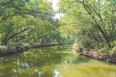 广州红树林第一次有了林长 南沙对红树林资源进行网格化管理