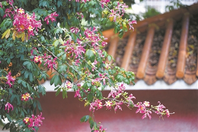 美丽异木棉是专属广州人的秋日浪漫