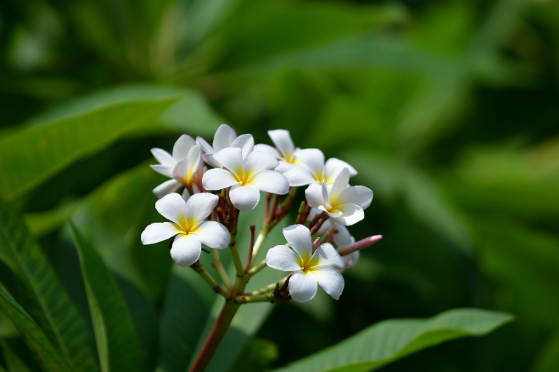 鸡蛋花