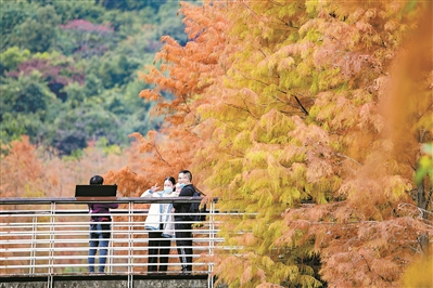 广州的秋天，就在落羽杉的颜色里