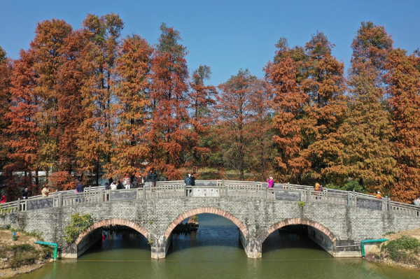 Foliage of bald cypresses in botanical garden turns yellow and red