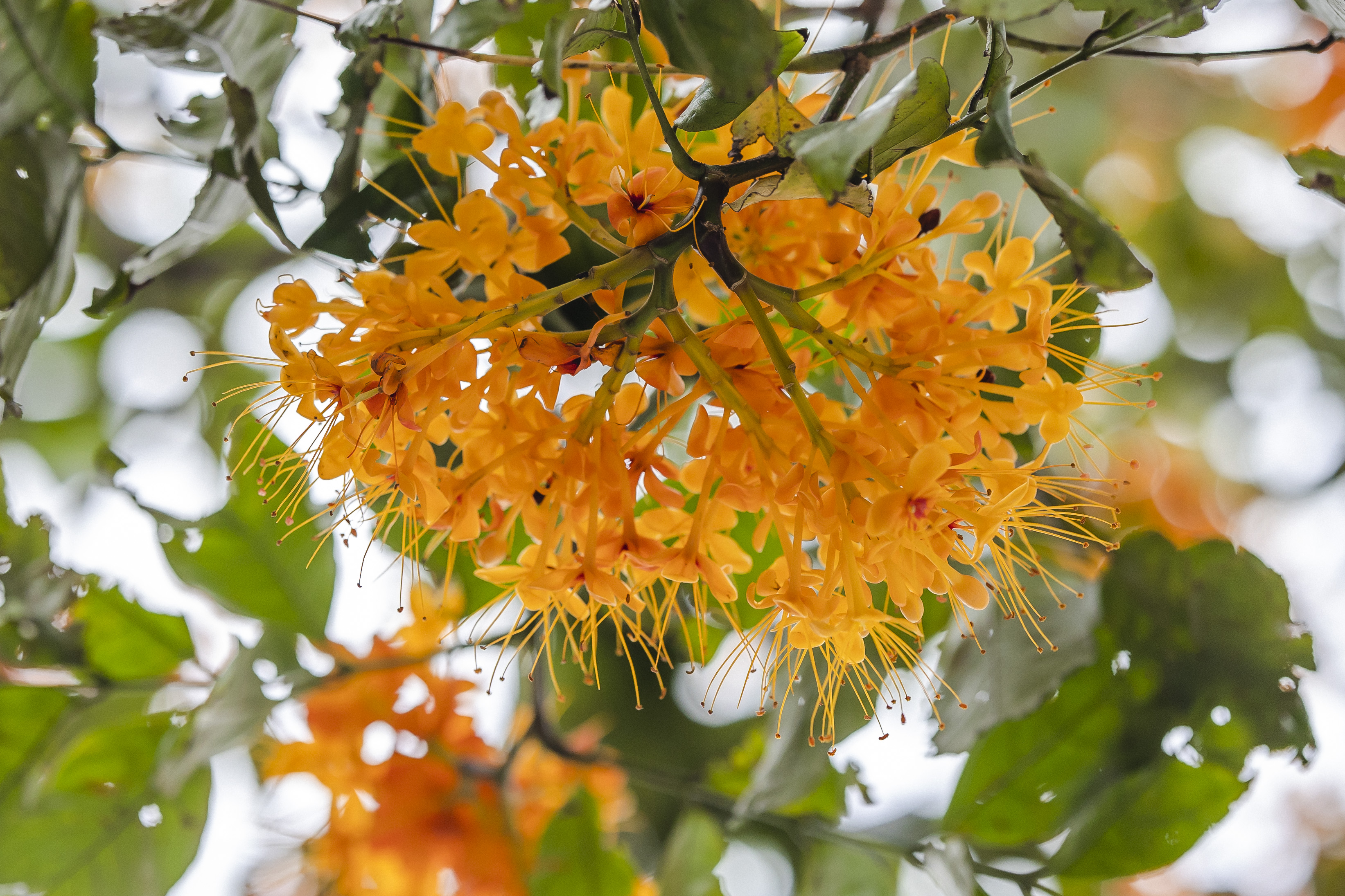 千年花城 每月一花 | 四月无忧无虑无忧花