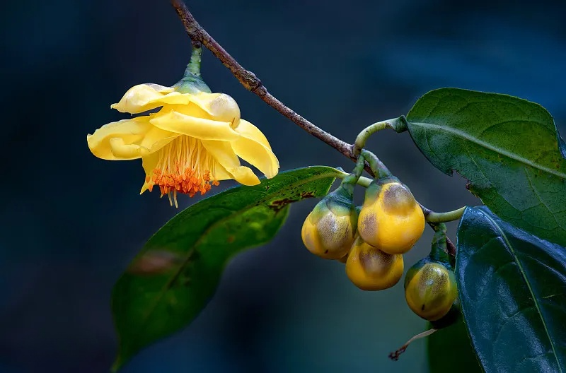 金花茶 | 黄金花开 花开新年