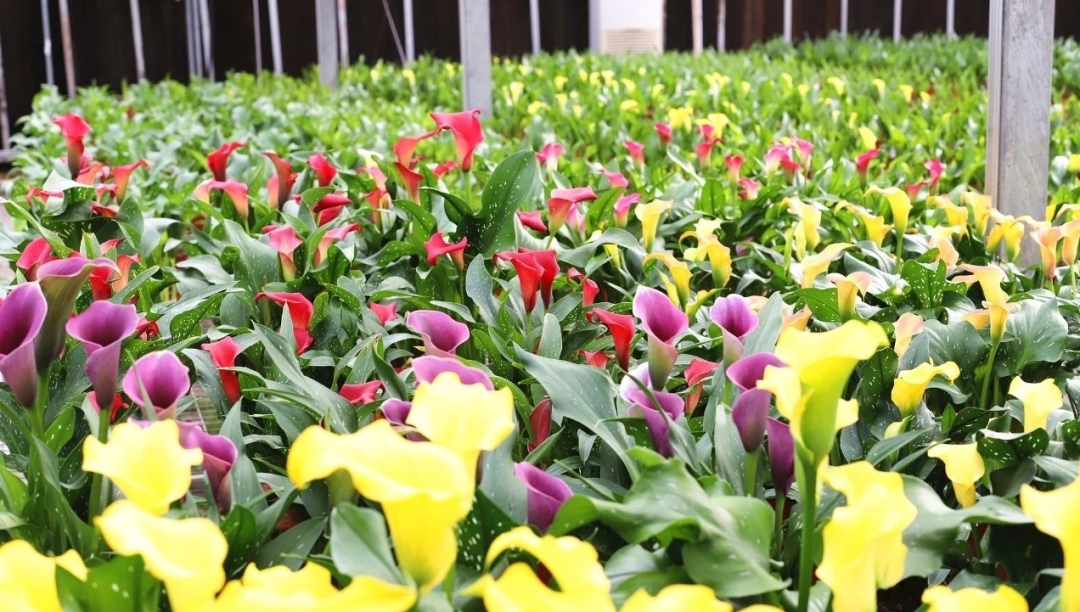 从化赏花不打烊