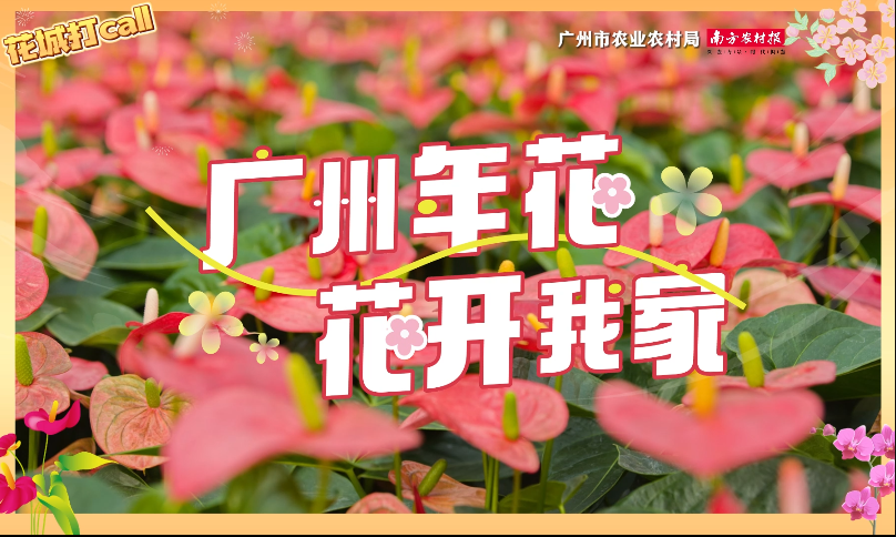 “广州年花 花开我家”——花城打call视频