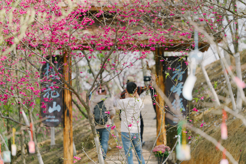 七溪地民宿群举办第一届新春樱花节.jpg